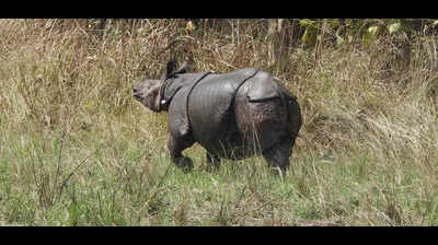 2 Greater One-Horned Rhinos released in Dudhwa Tiger Reserve