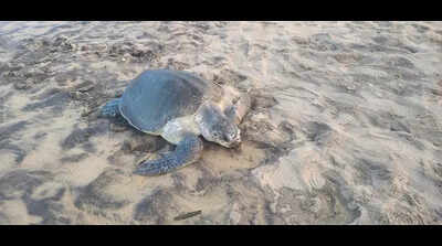 Over 2L Olive Ridleys lay eggs near river mouth in 2nd phase