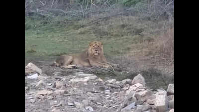 In this Diu village, lions are unwelcome guests