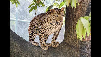 Leopardess found dead in canal, cub spotted wandering nearby