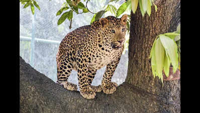 Leopard sightings spark fear at Canacona