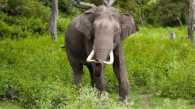 Panic grips as elephant herd enters Jharkhand's Hazaribag city