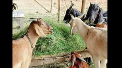 18 goats mauled to death by unidentified animal near Coimbatore