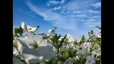City’s feel-like temperature below 40C, no heatwave likely in next seven days...