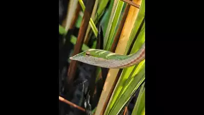 Rare snake rediscovered in Dudhwa Reserve, ‘first-ever’ live sighting in country