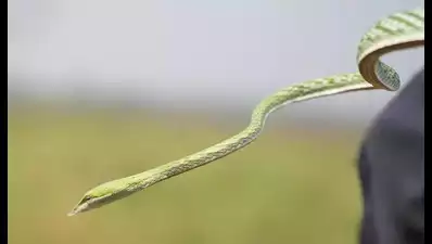 Rare snake rediscovered in Dudhwa Reserve, ‘first-ever’ live sighting in country