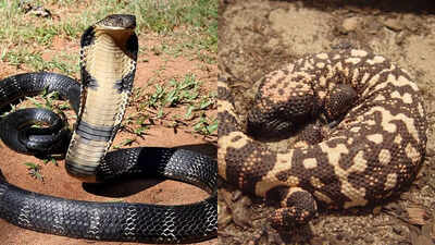 King cobra vs Gila Monster: Know the key differences on the basis of strength, venom, size and more - who would win in a fight