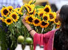 Sunflowers are having a pop culture moment