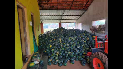 Goa’s watermelon sales soar amid scorching heat