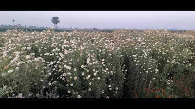 Saran farmers shift to flower cultivation