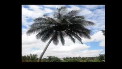 Debate erupts between DMK and AIADMK over white fly infestation on coconut trees
