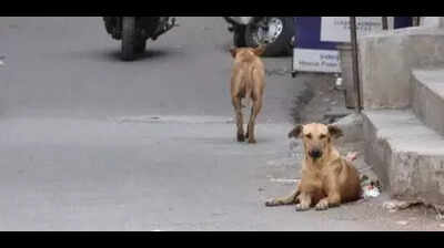 ‘Attack by dog-feeder’: SHRC summons BMC chief & DCP