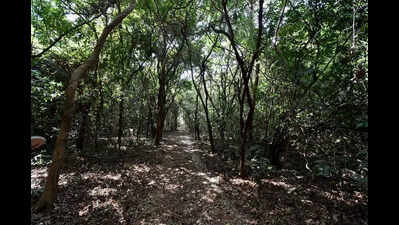 3 poachers arrested in Maharashtra’s Dhekoli forest area, one escapes