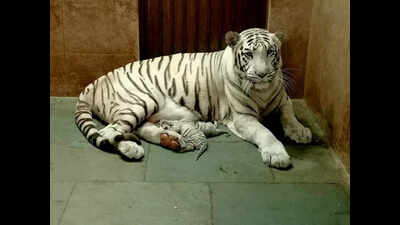 Rajkot’s Pradhyuman Zoo welcomes 2 white tiger cubs
