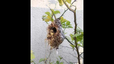 Feeders & earthen water pots to the rescue of small birds, animals