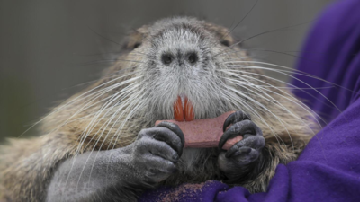 What are nutria, and how could they possibly be a problem?