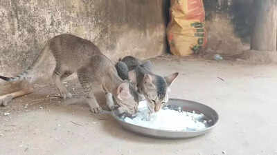 300-year-old temple in Kendrapada reveres cats along with deities