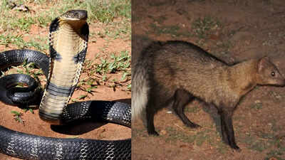 King cobra vs White-Tailed mongoose: Key characteristics on the basis of size, venom, speed and more