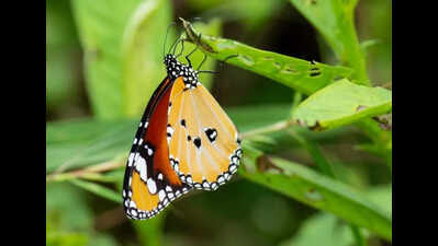 Habitats to aide revival of butterfly population in city