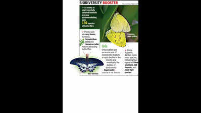 Habitats to aide revival of butterfly population in city
