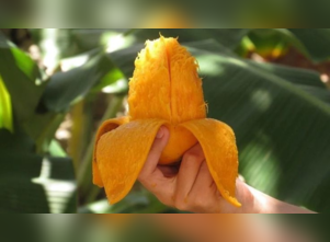 
Surprising benefits of mango peel for skin
