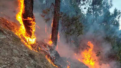 Improved prevention measures help stem wildfires in Similipal