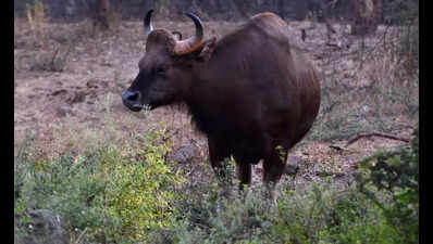 Another Gaur attack injures farmer in Ajara