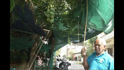 This single tree bears 20 mango varieties