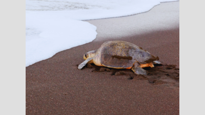 Olive ridley lays 98 eggs at Calangute