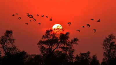 Solar Eclipse has this strange impact on birds: Researchers reveal surprising details
