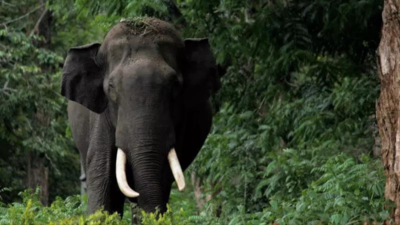 Elephant tramples farmer in Maharashtra’s Sindhudurg, protests break out