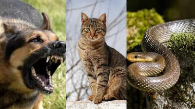10 Animals that respond early to an earthquake