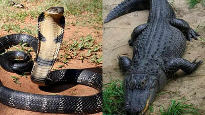 King cobra vs alligator: Key differences between on the basis of size, behaviour, attack method and more