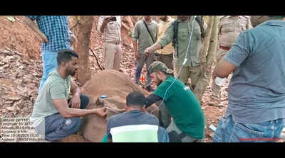 Injured elephant calf battles for survival