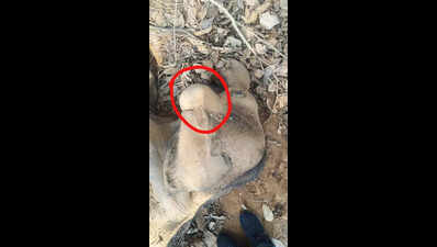 Injured elephant calf battles for survival