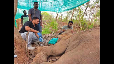 Injured elephant calf battles for survival