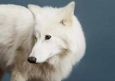 Scientists revive dire wolf using breakthrough biotech—Tom Brady and Tiger Woods play surprising role