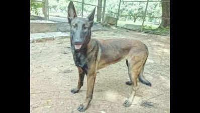 Police dog Tara helps solve murder case in D’gere