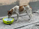National Pet Day 2025: Fill a bowl, help a stray this summer in Bengaluru