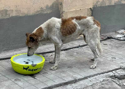 National Pet Day 2025: Fill a bowl, help a stray this summer in Bengaluru