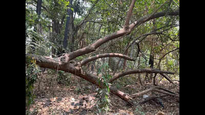 Online permissions for tree felling & trimming requests in Nashik
