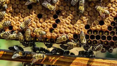 25 injured in bee attack during Hanuman Jayanti celebrations in Nashik; 1 critical with over 200 stings