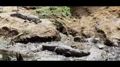 Dredging project: No conflict seen among displaced crocodiles