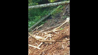 Wild elephants, bison create fear among villagers