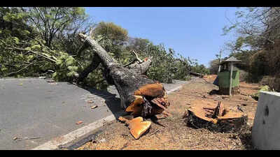 Axing of 40 roadside trees angers environmentalists