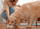 Are You Feeding Your Dog the Right Food for Optimal Gut Health?