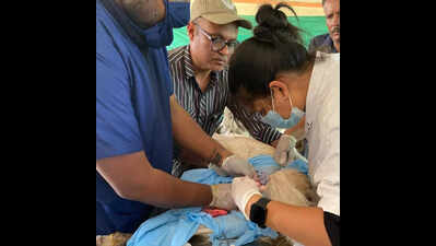 Horse undergoes rare surgery at free veterinary camp in Padra