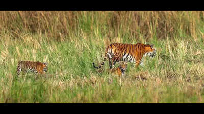 Three tigresses with nine cubs spotted at Pilibhit Tiger Reserve; sign of rise in big cat count