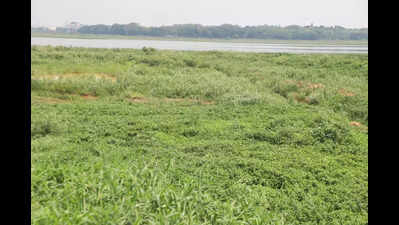 Marshals quit over unpaid wages, leaving Bengaluru lakes unprotected