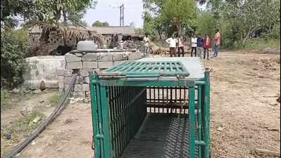 Leopard kills three-year-old girl near Sutrapada